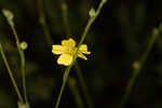 Florida yellow flax